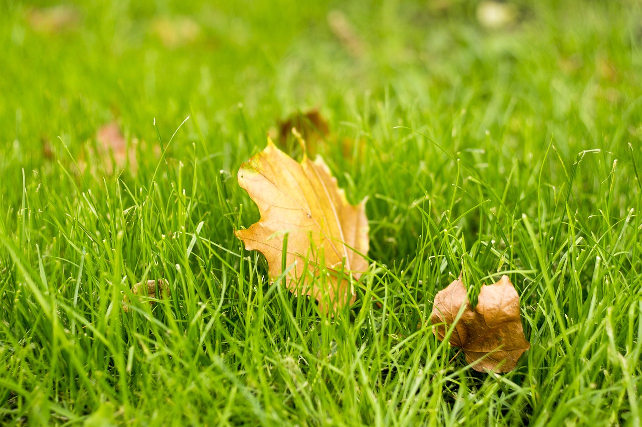 autumn nature leaves free photo