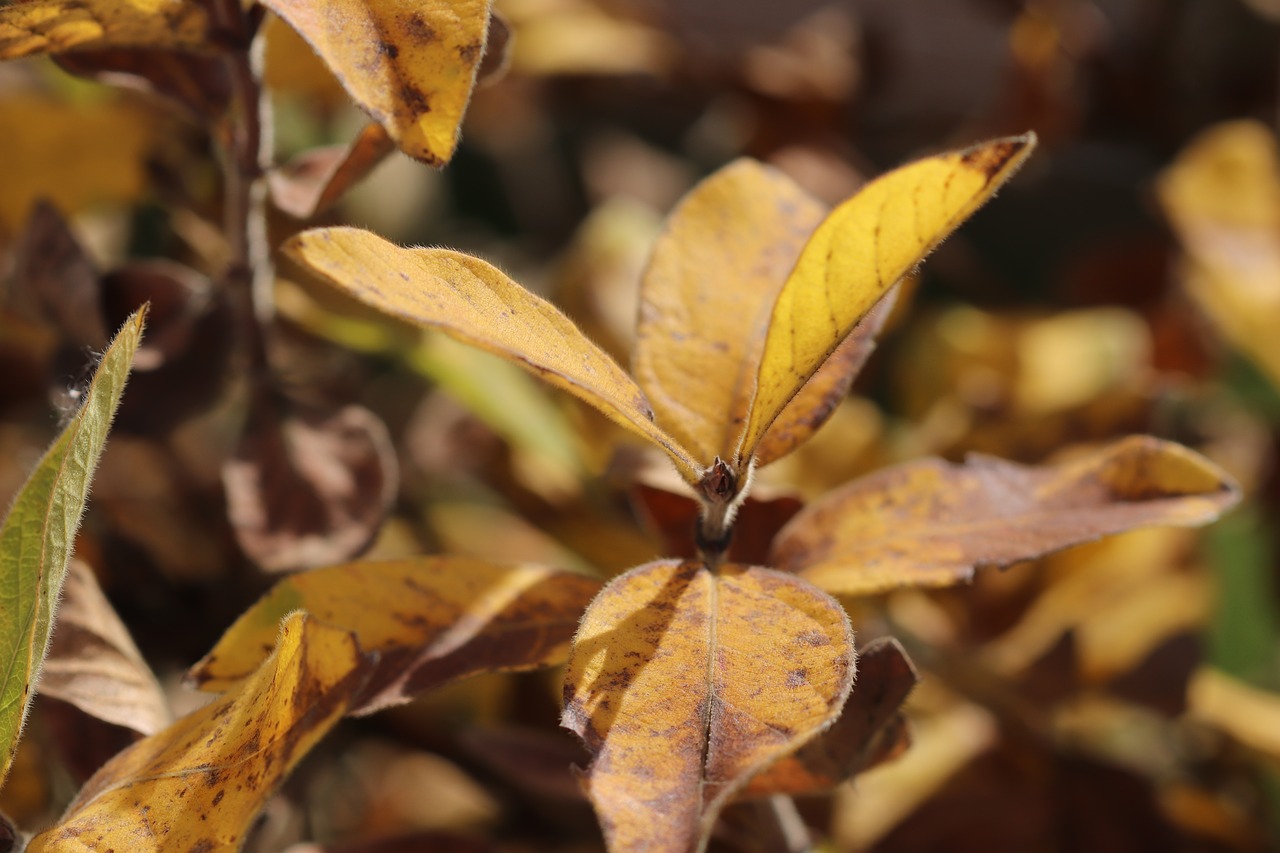 autumn fall leaves golden autumn free photo