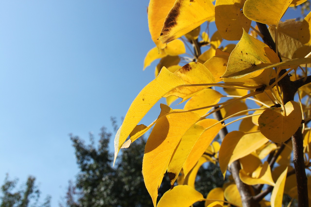 autumn leaves golden autumn free photo