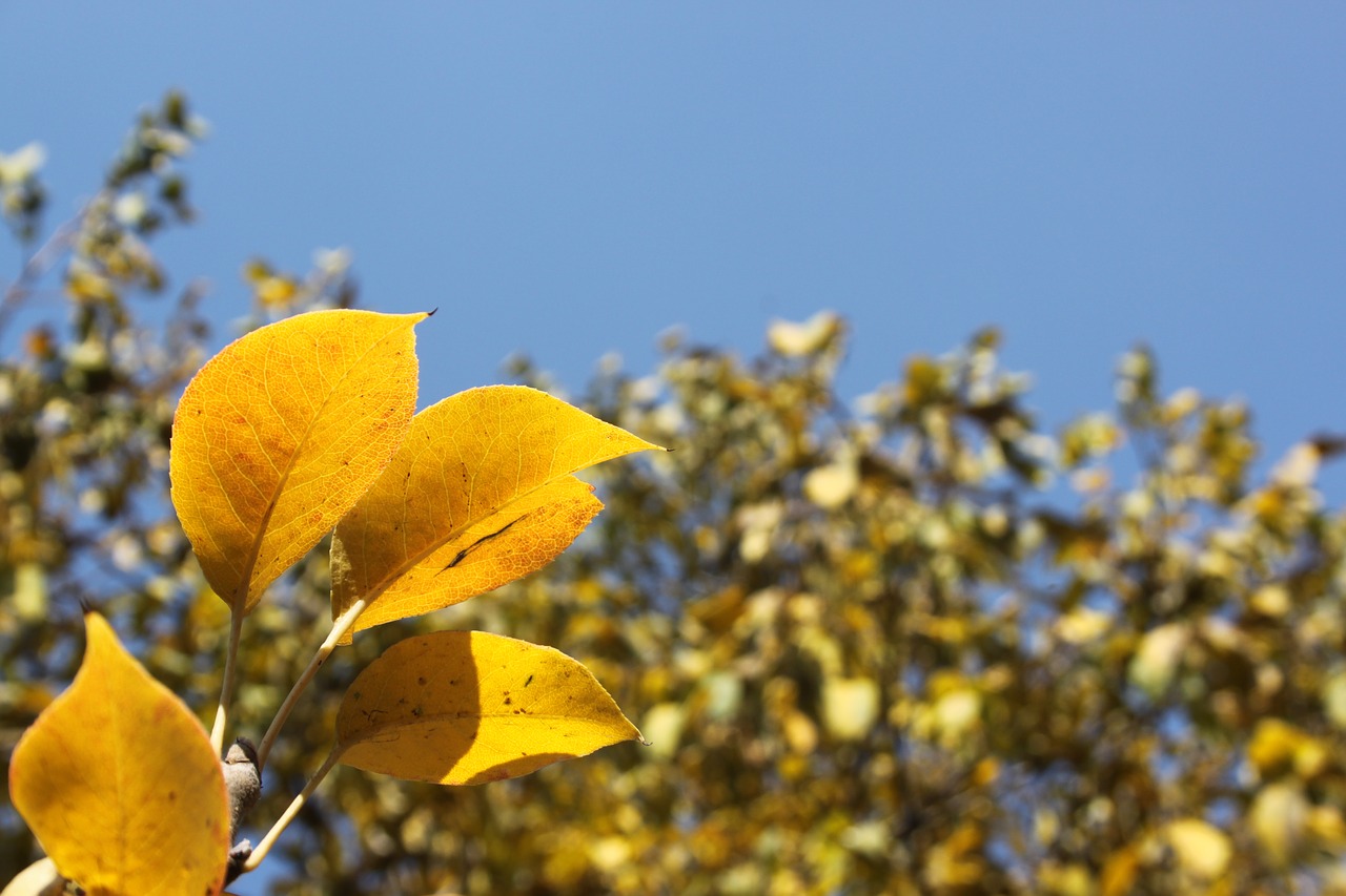 autumn leaves golden autumn free photo