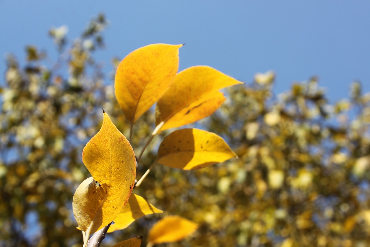 autumn leaves golden autumn free photo