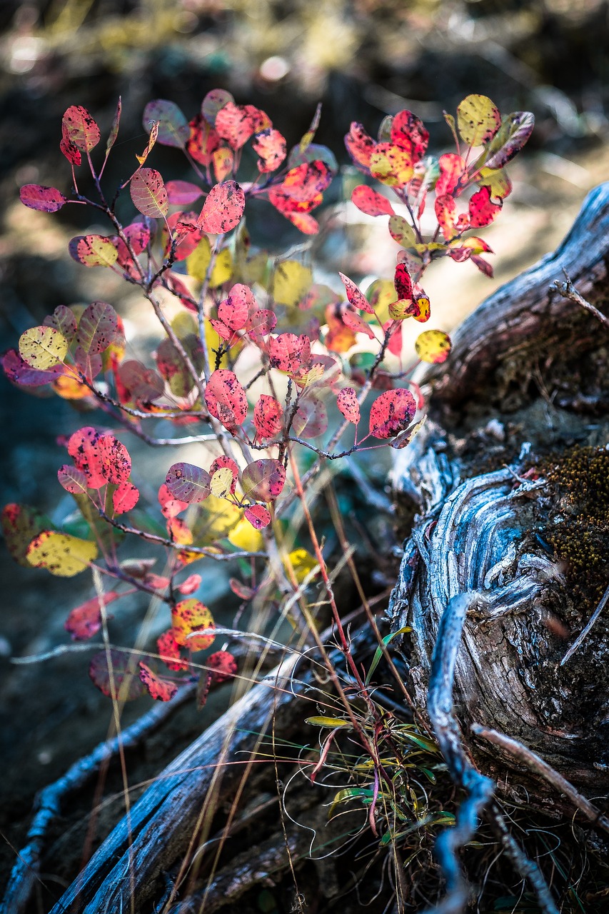 autumn colors red free photo