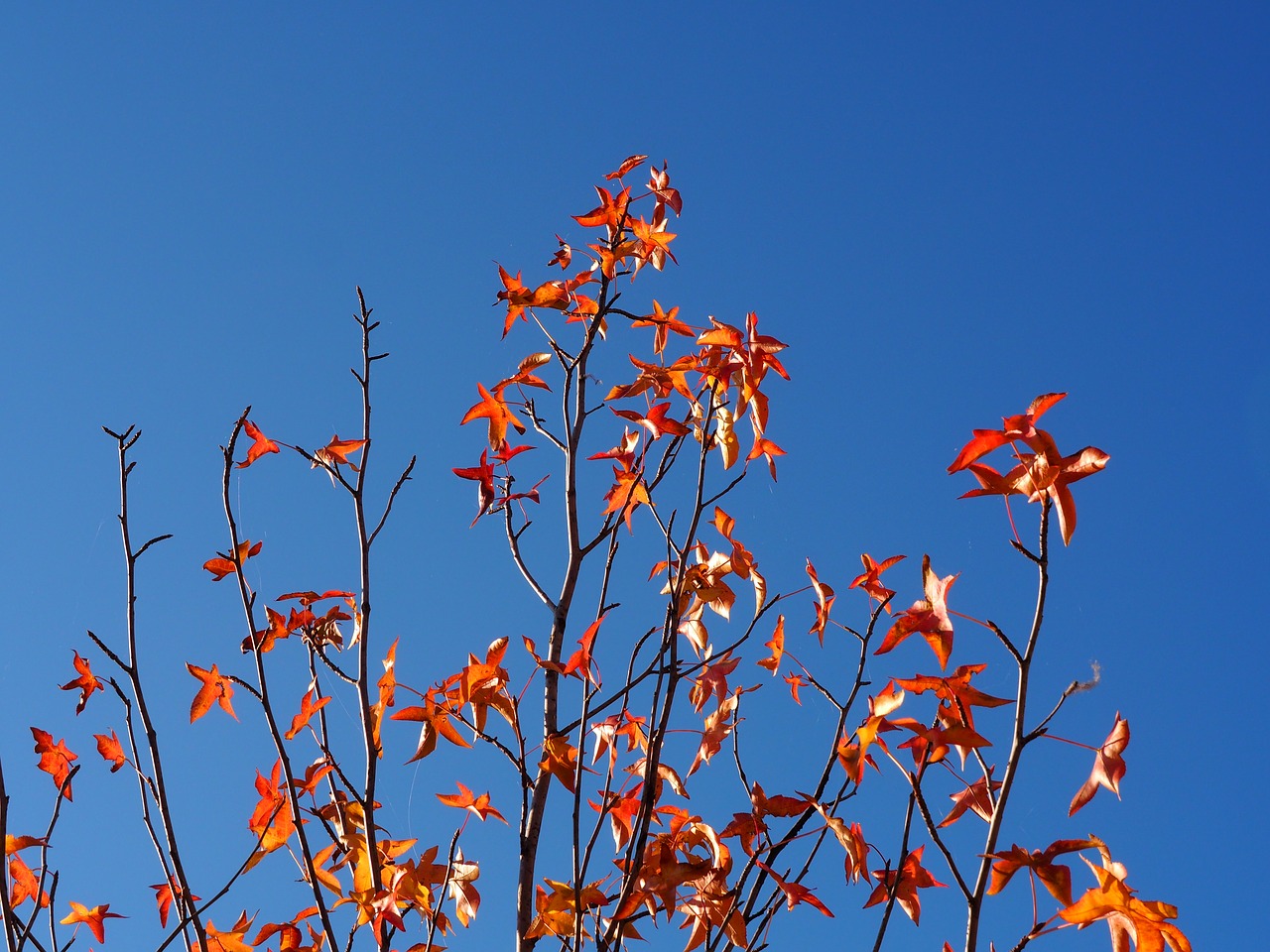 autumn sky leaves free photo