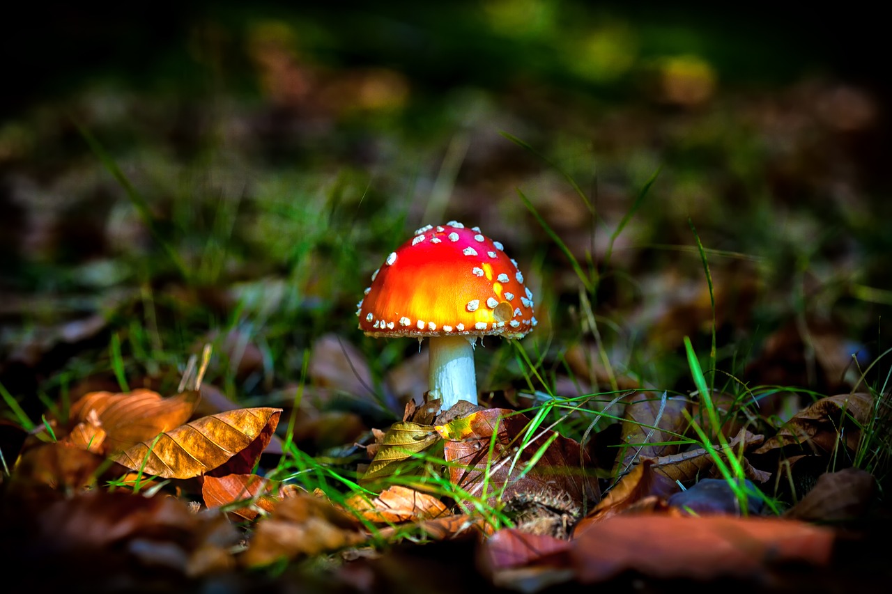 autumn forest mushroom free photo