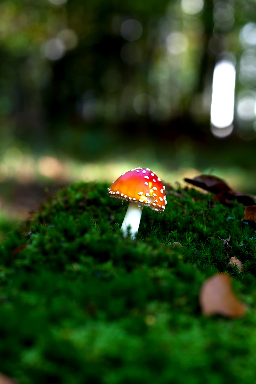 autumn forest mushroom free photo