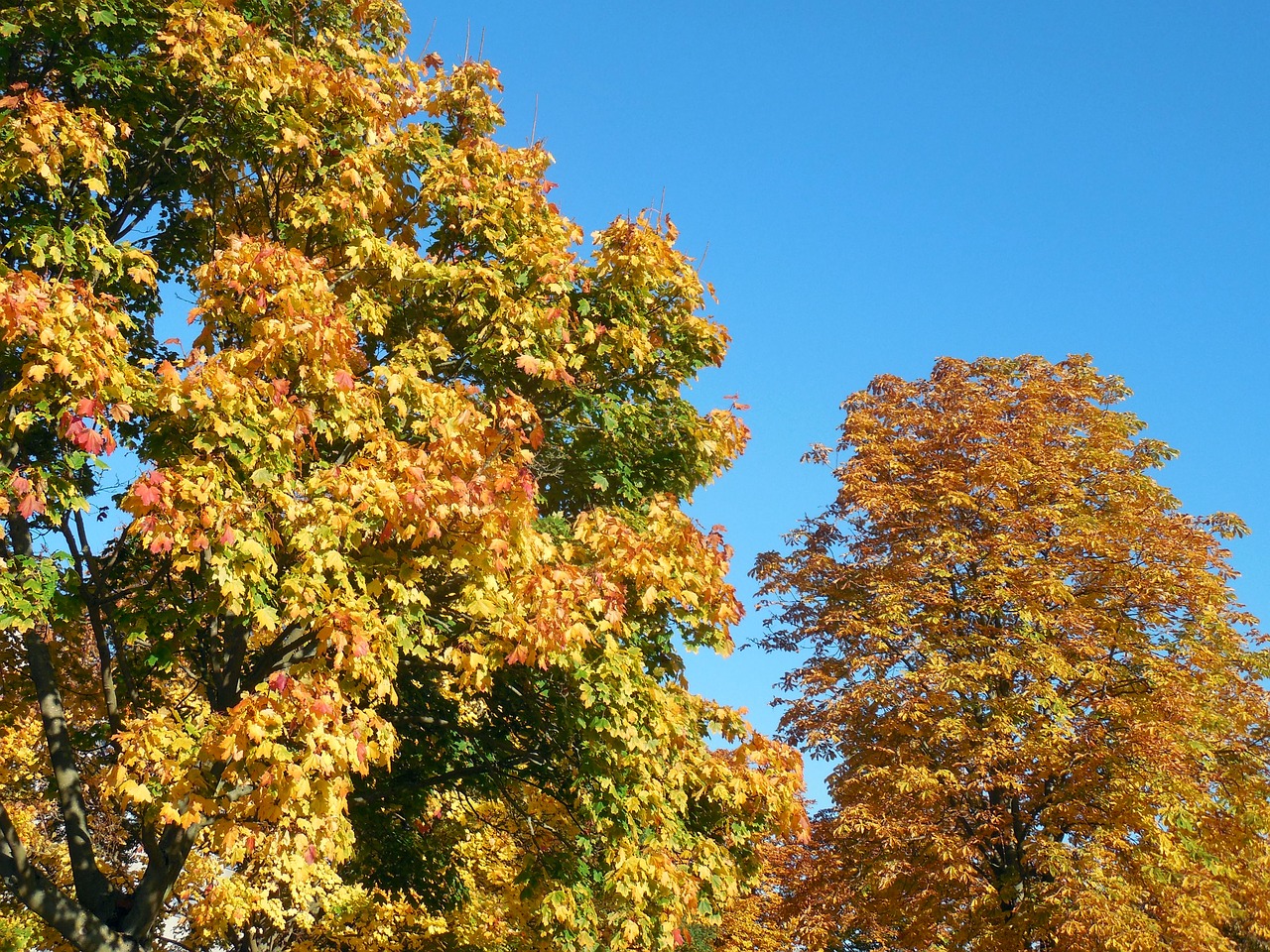 autumn october golden october free photo