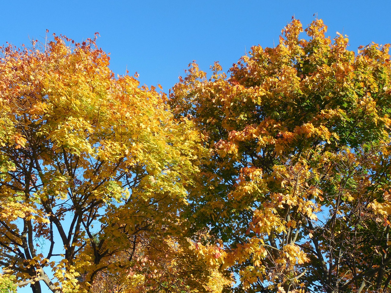 autumn october golden october free photo