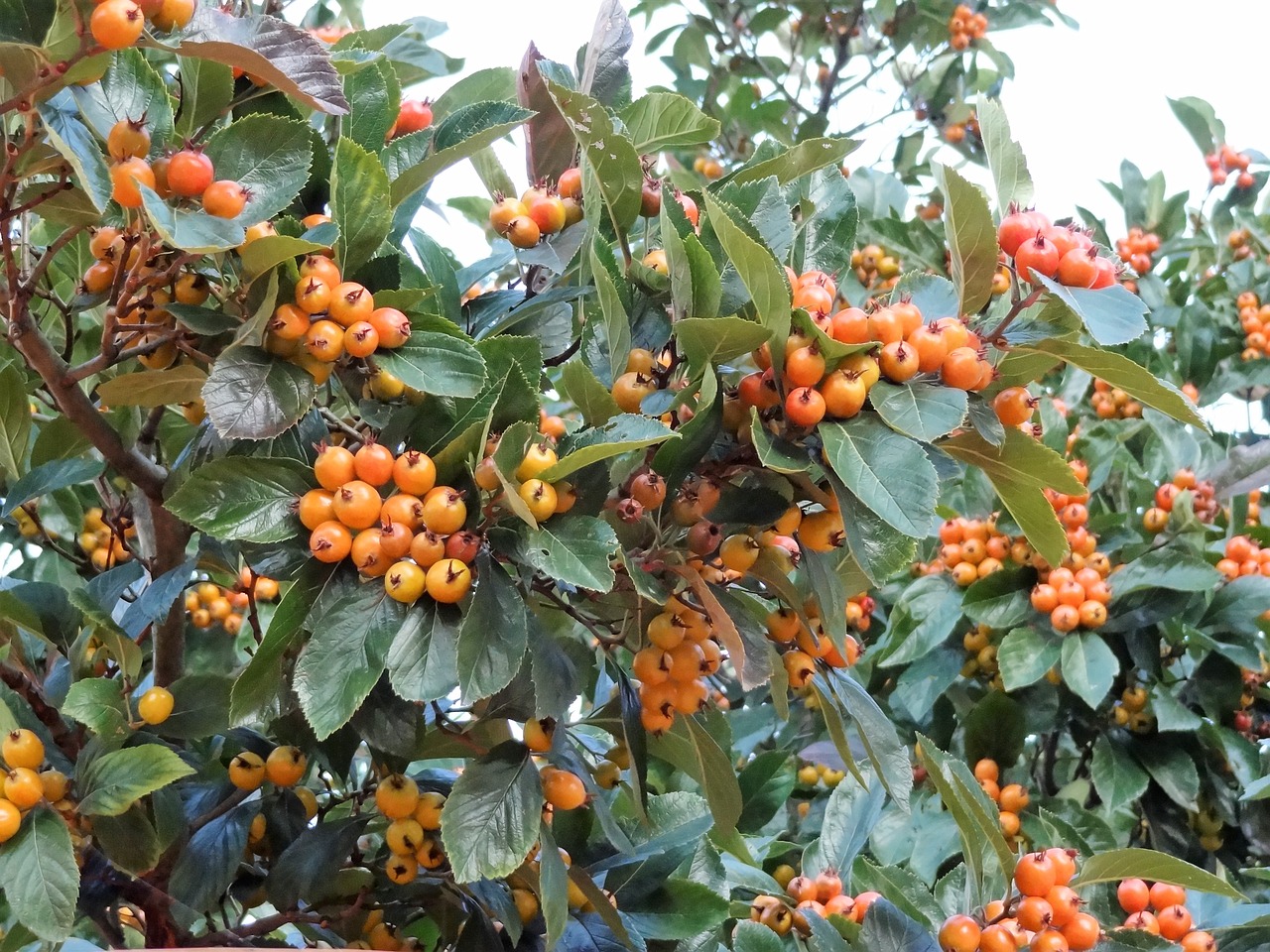 autumn fruits of autumn nature free photo