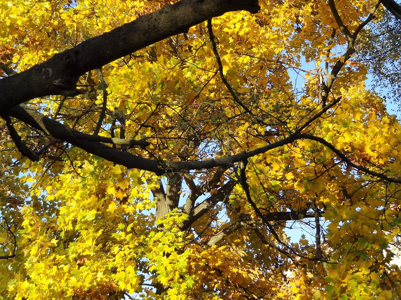 autumn nostalgia trees free photo