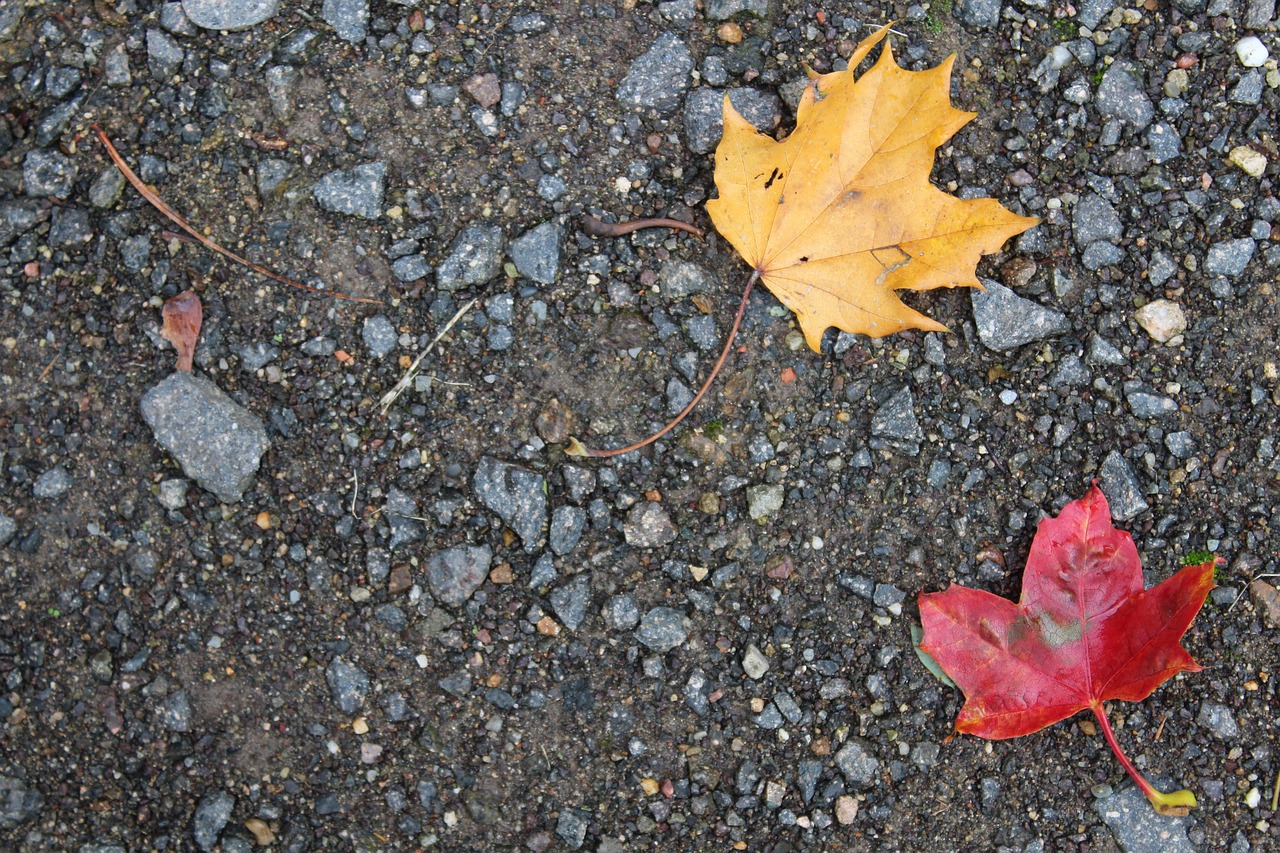 autumn leaf leaves free photo