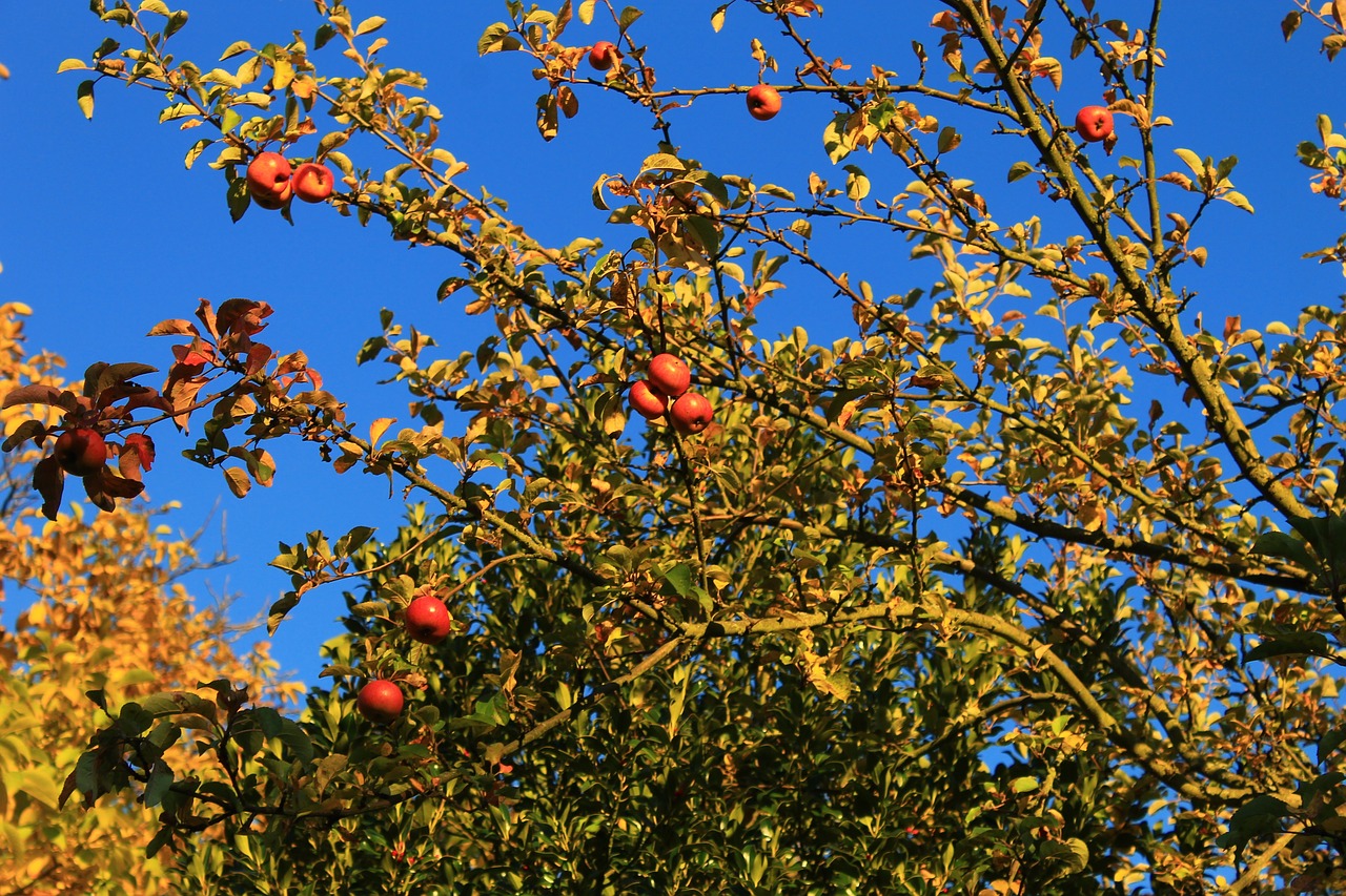 autumn apple fruit free photo