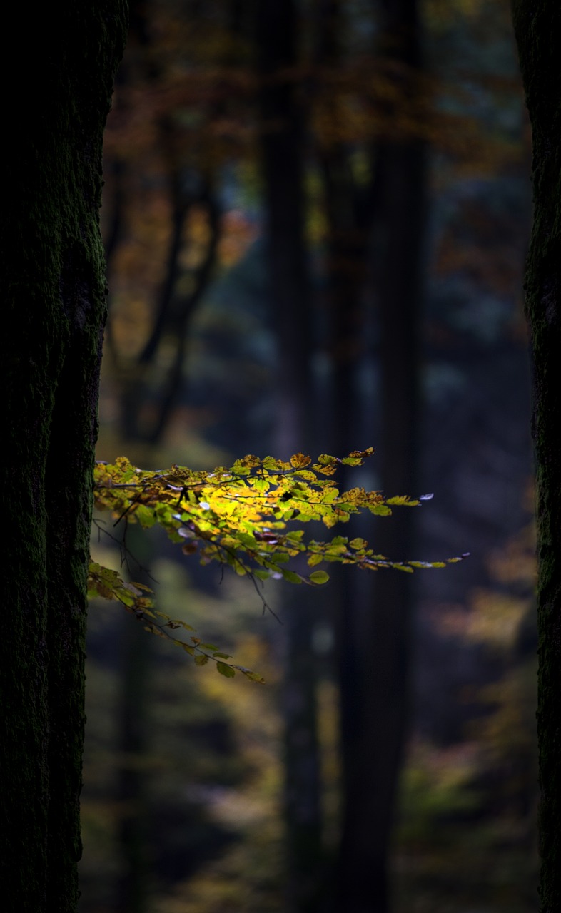 autumn forest leaves free photo