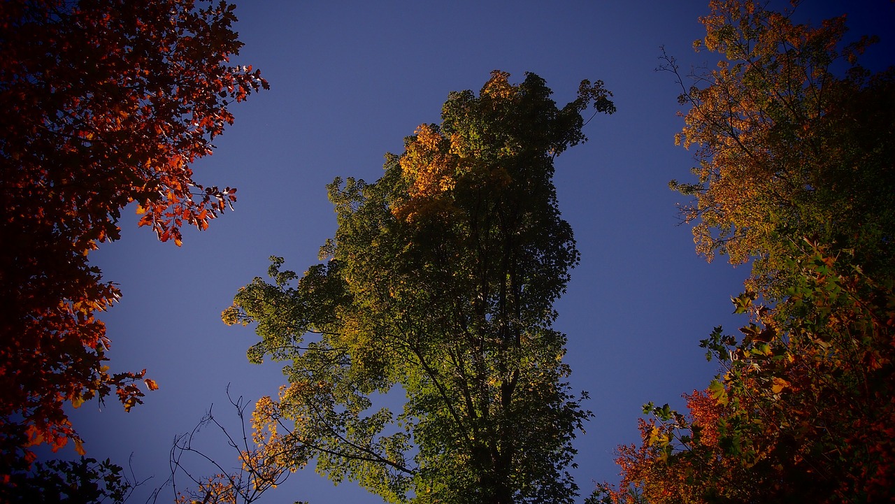 autumn tree nature free photo