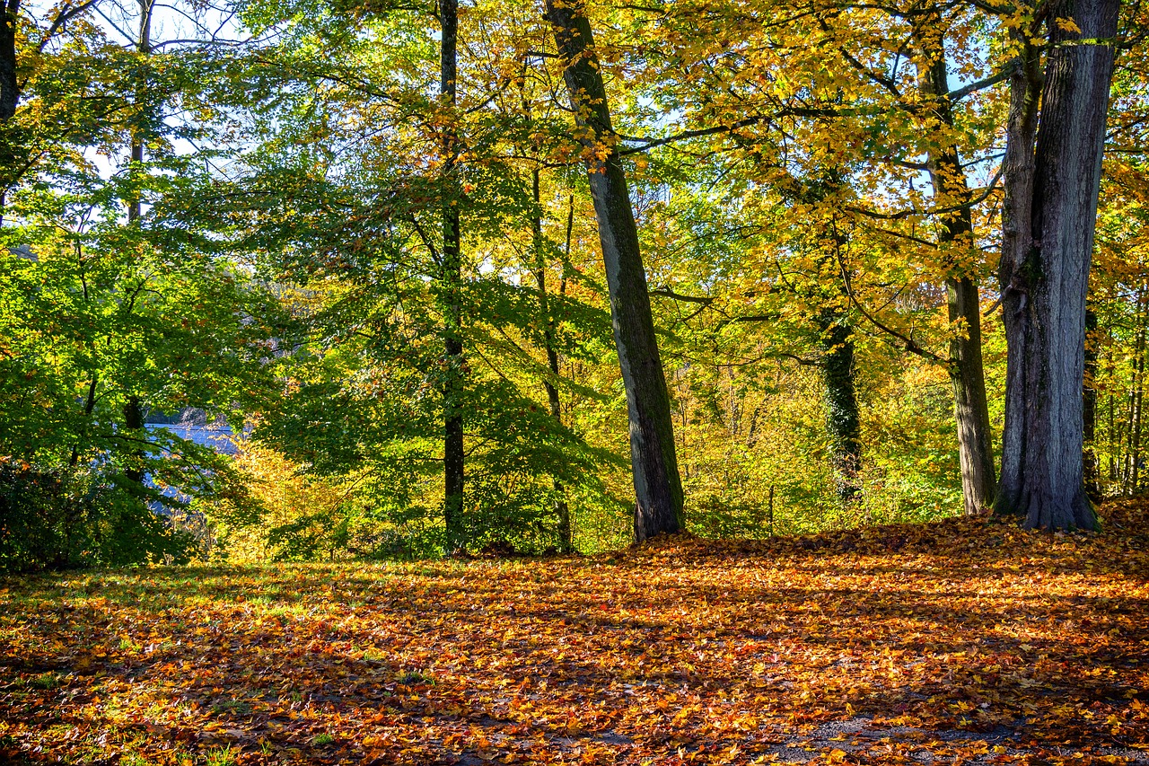 autumn forest leaves free photo