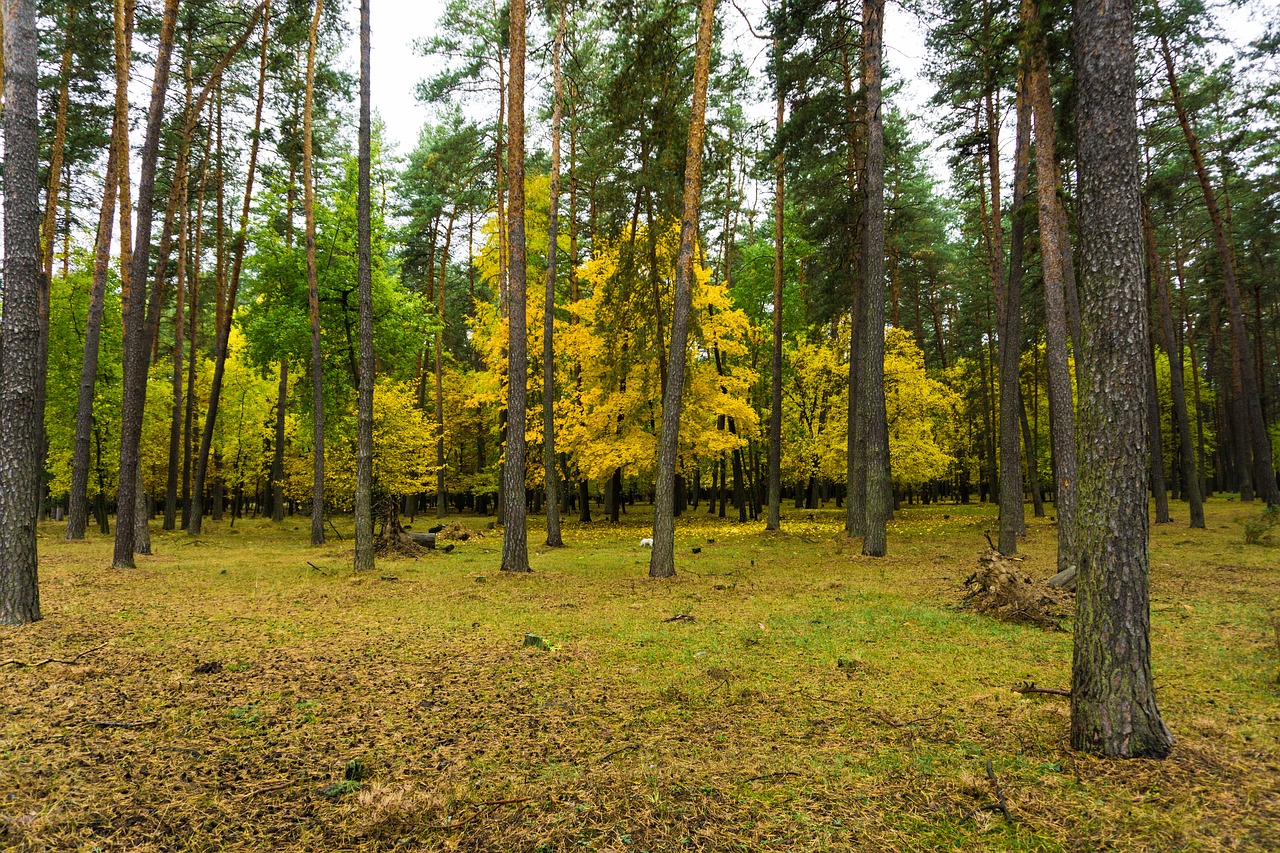 autumn paint forest free photo