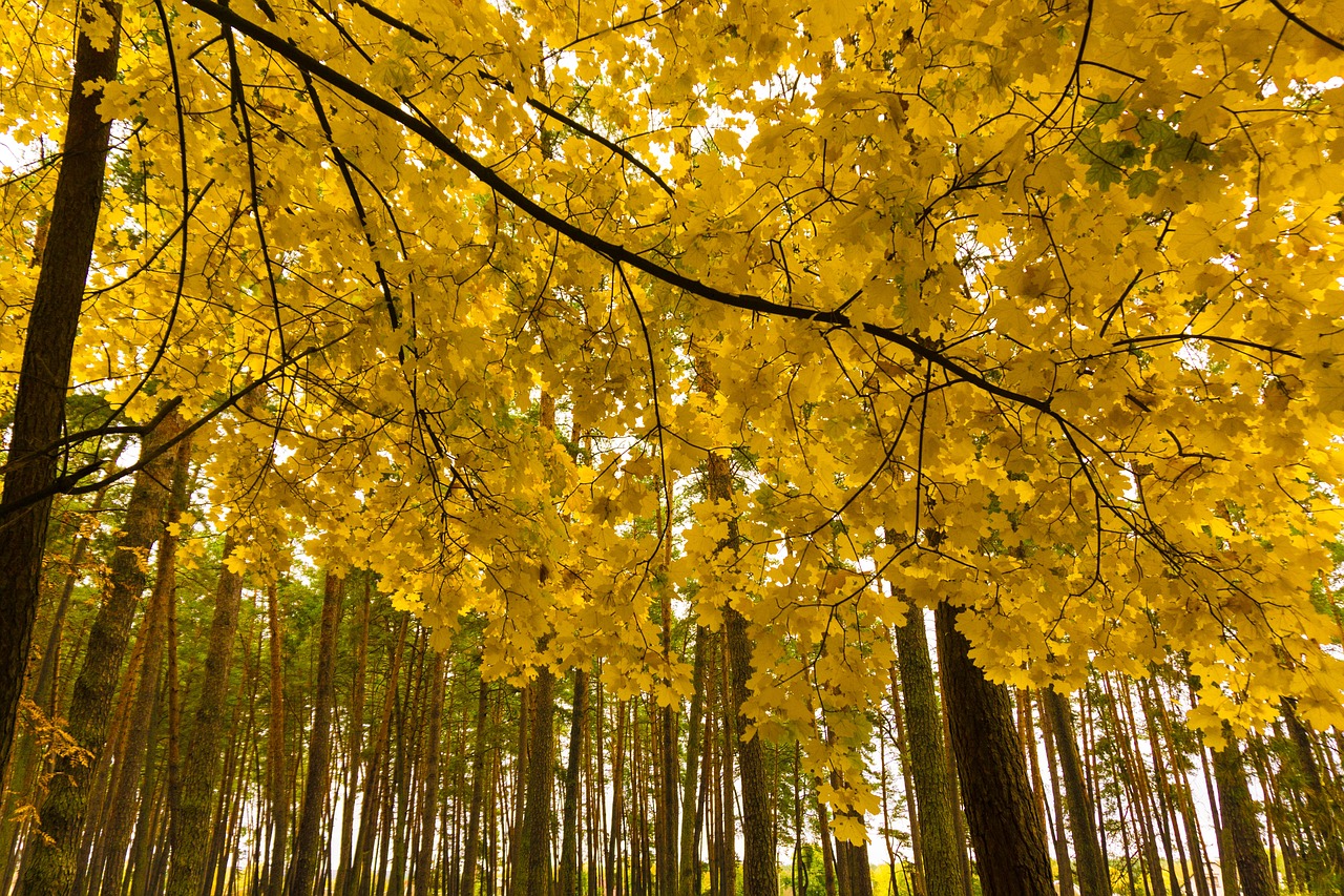 autumn paint forest free photo