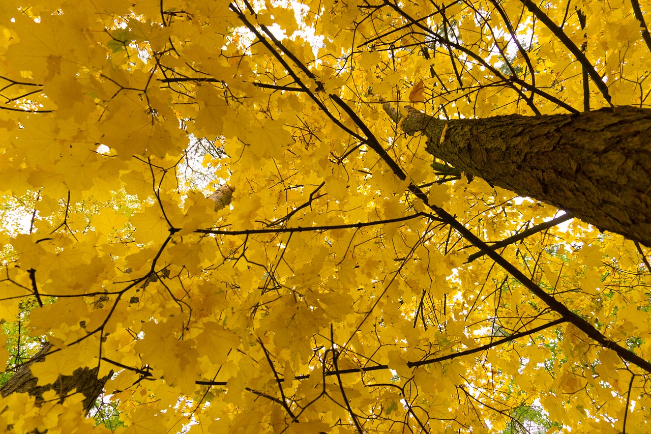 autumn paint forest free photo