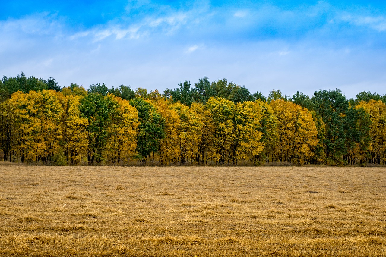 autumn paint forest free photo