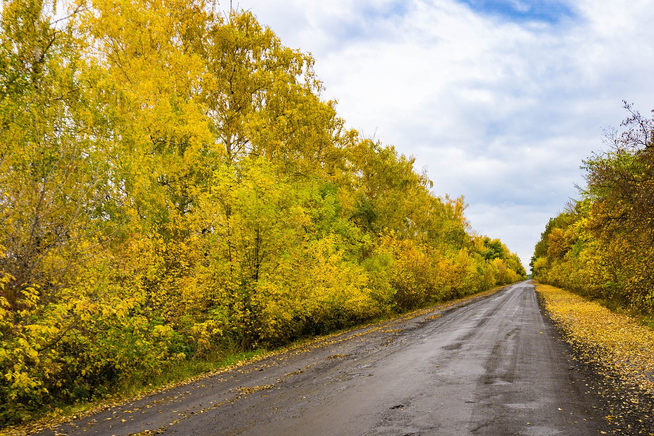 autumn paint forest free photo