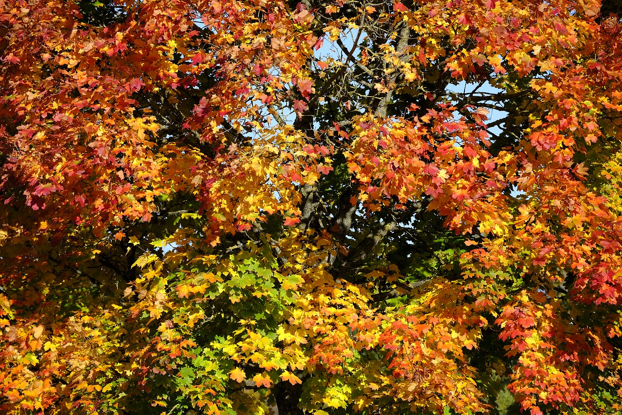 autumn leaves fall foliage free photo