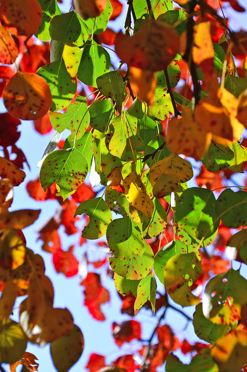 autumn holidays color free photo