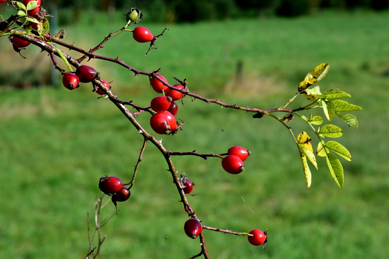 autumn red fruits red free photo