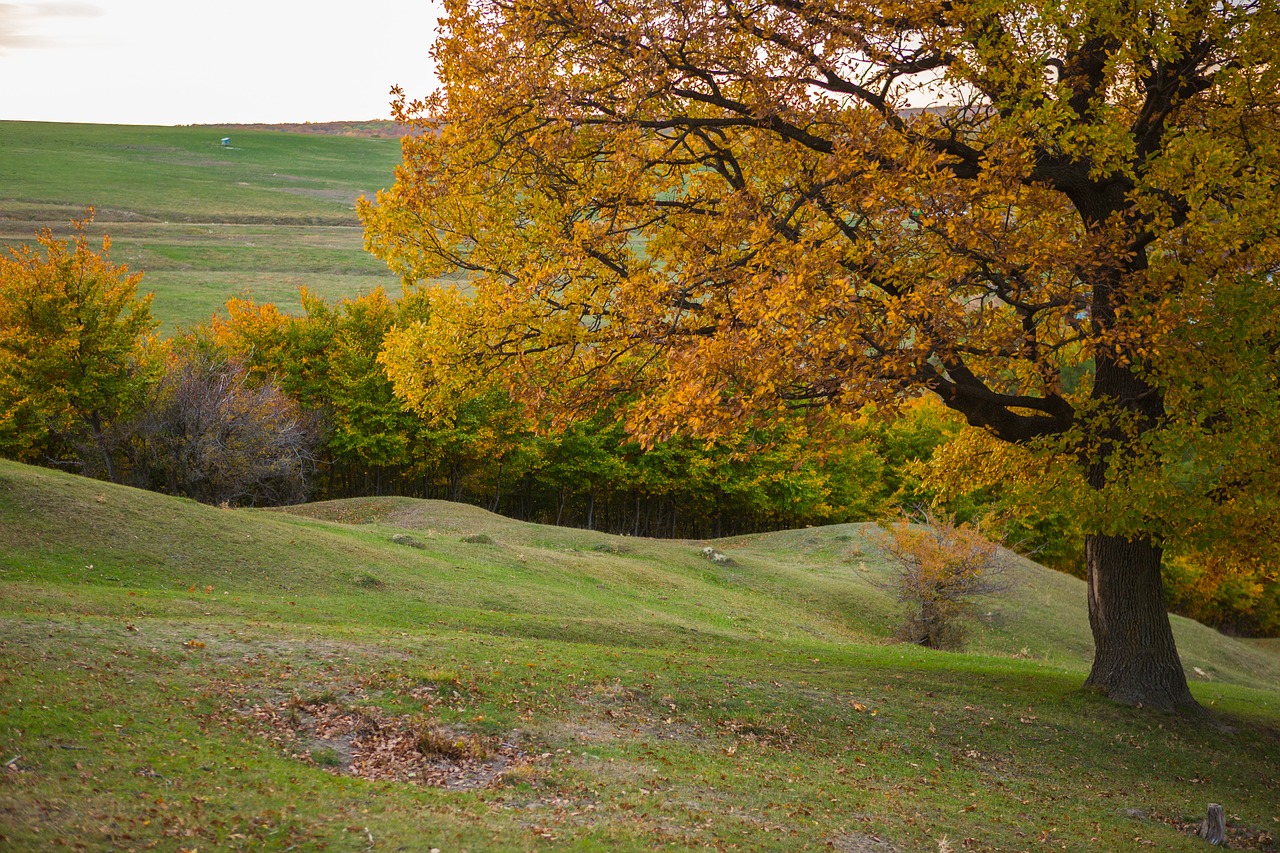 autumn landscape yellow free photo