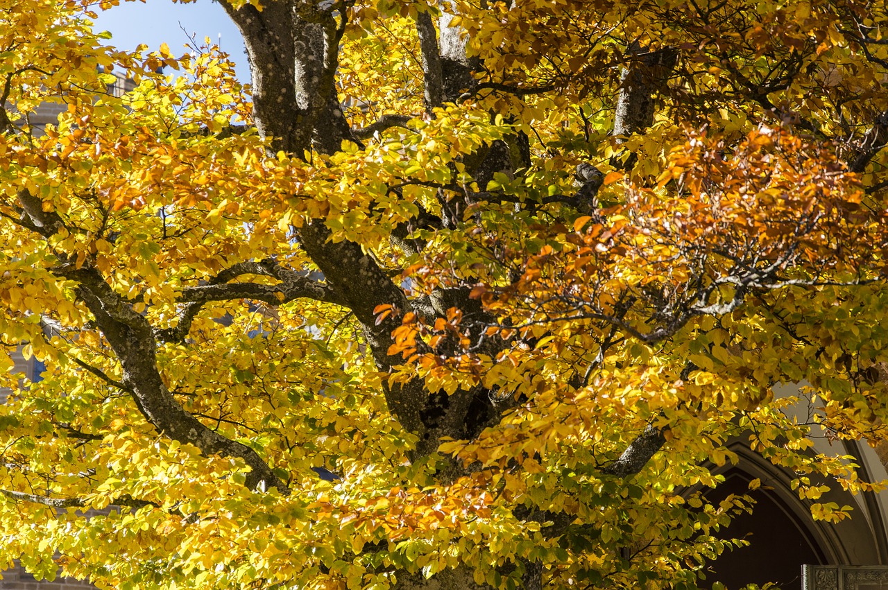 autumn autumn colours leaves free photo