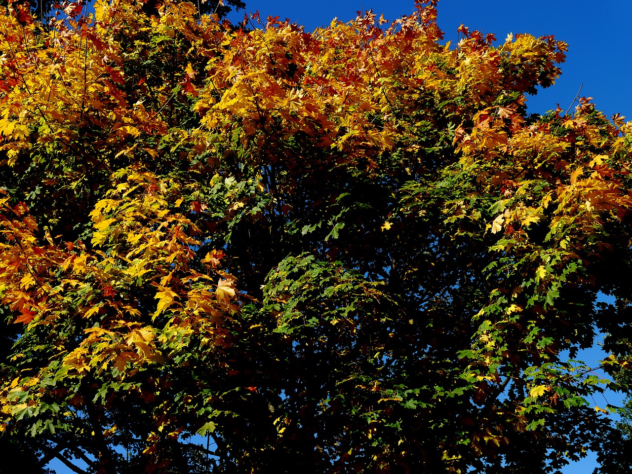 autumn tree sun free photo