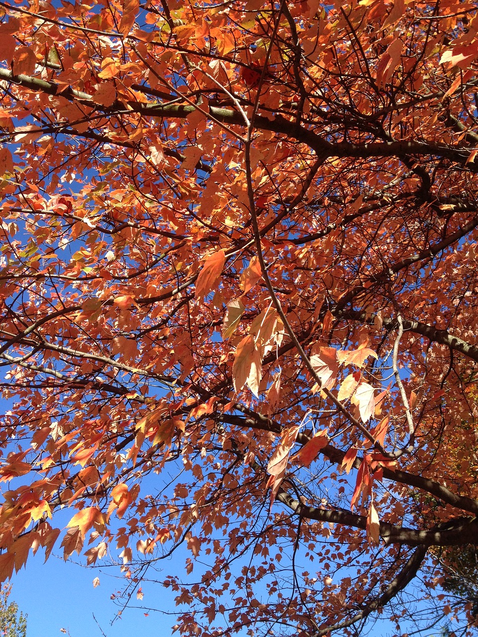 autumn maple red free photo