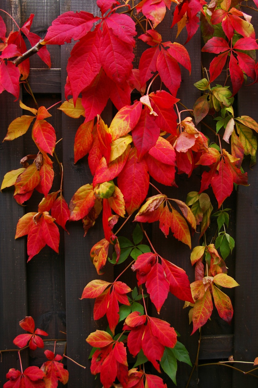 autumn fall foliage golden autumn free photo