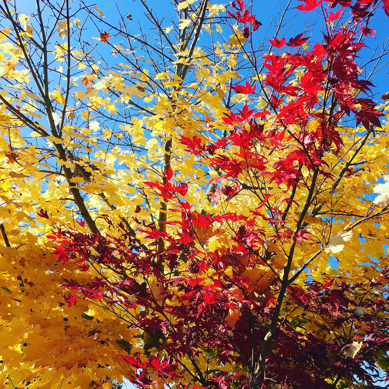 autumn leaves golden autumn free photo
