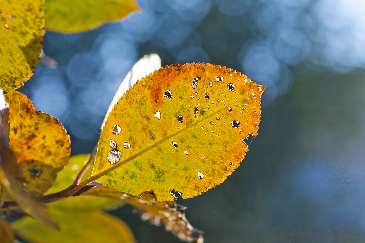 autumn background yellow free photo