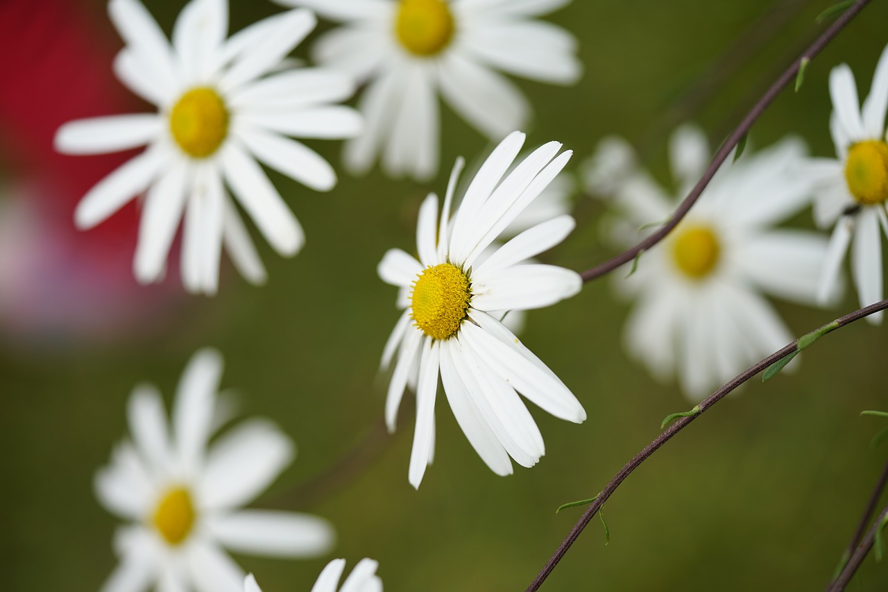 autumn flowers nature free photo