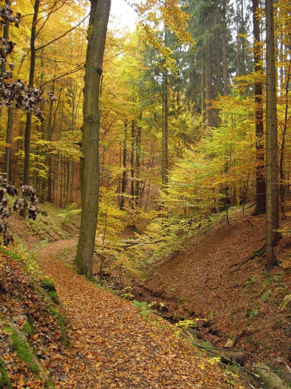 autumn forest golden autumn free photo