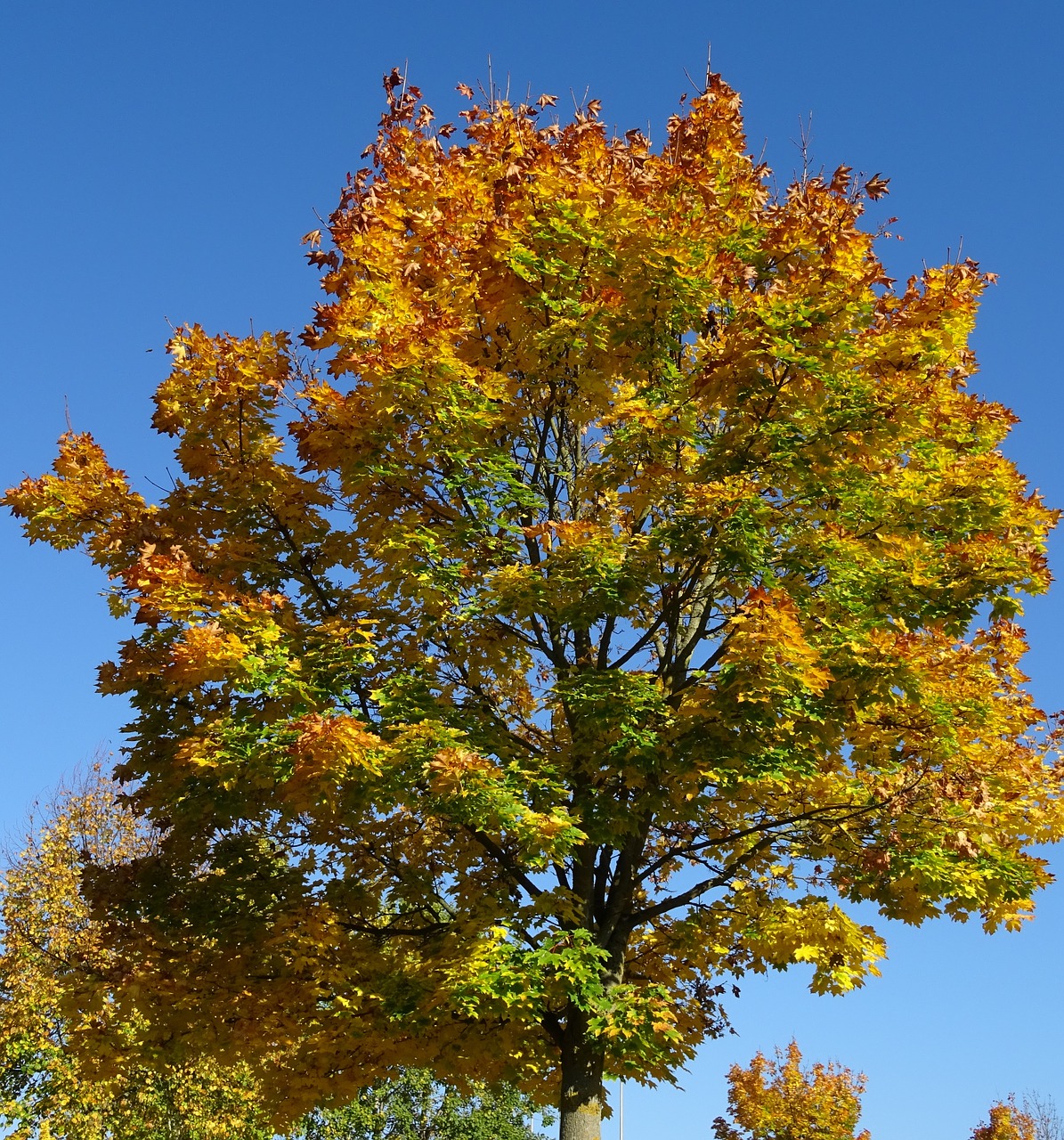 autumn leaves colorful free photo