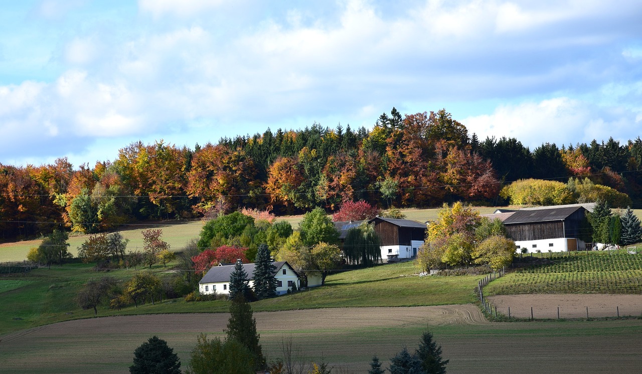 autumn forest nature free photo