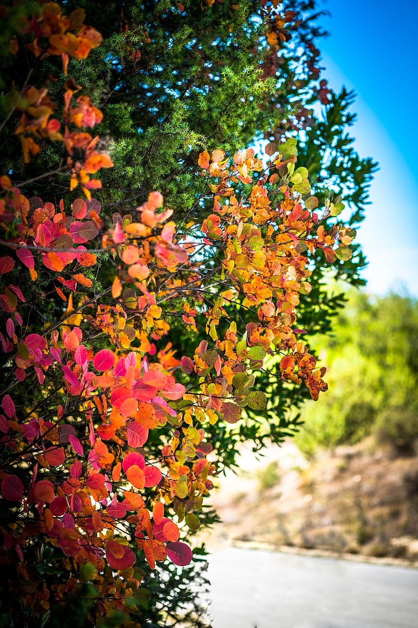 autumn colors tree free photo