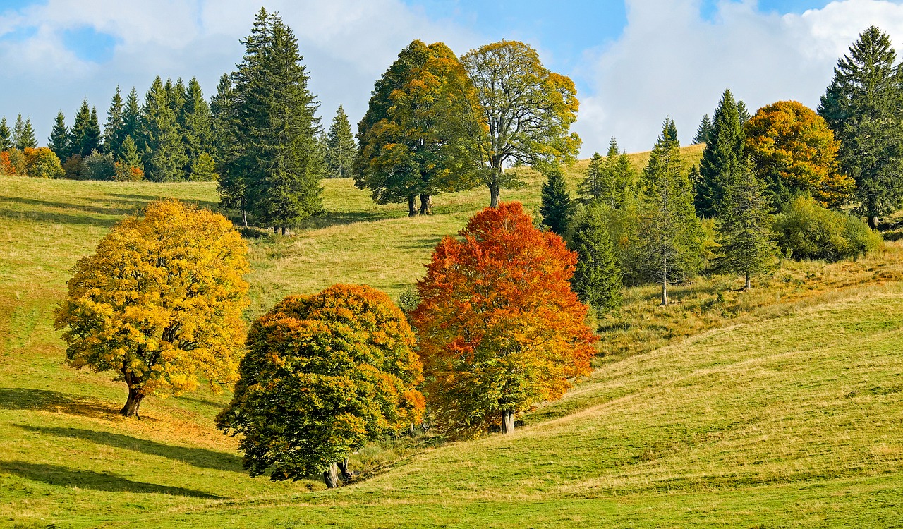 autumn autumn forest trees free photo