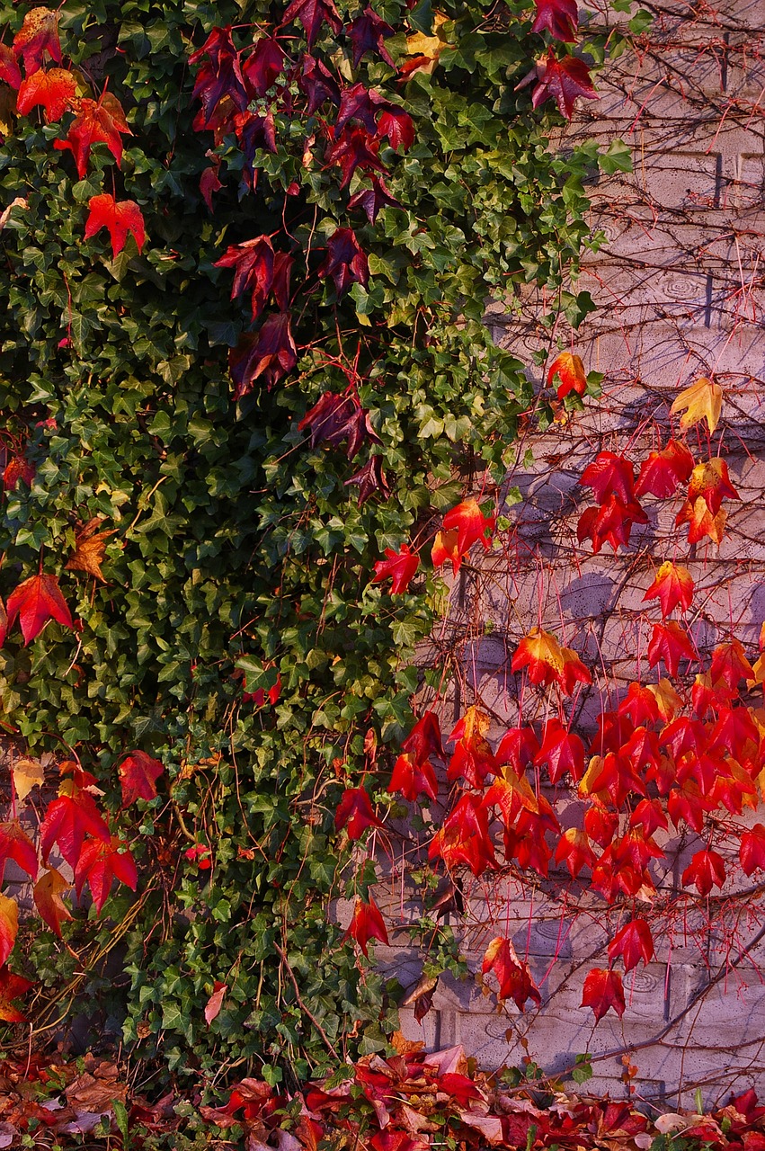 autumn fall foliage golden autumn free photo