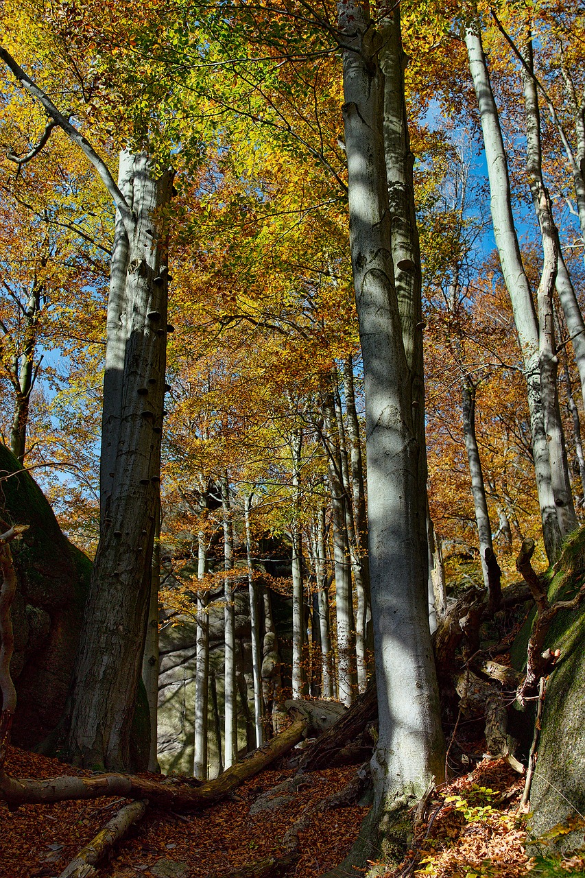 autumn beech autumn colors free photo