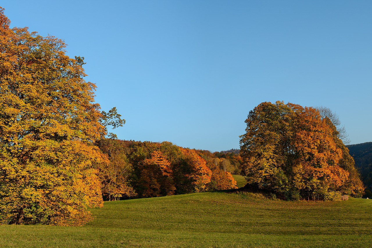 autumn trees landscape free photo