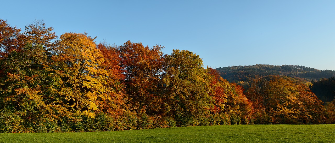 autumn panorama trees free photo