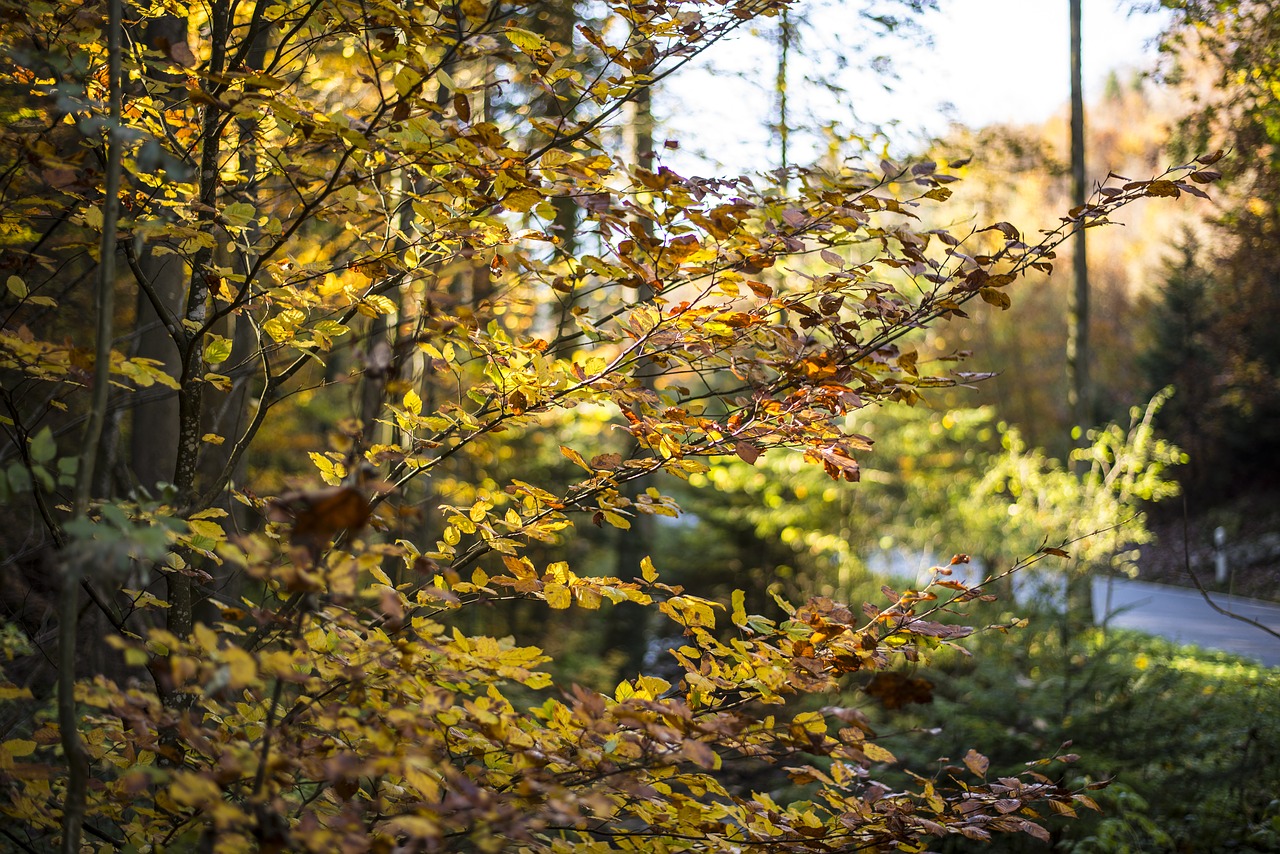 autumn color leaves free photo