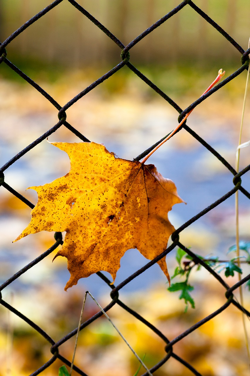 autumn fall autumn leaves free photo