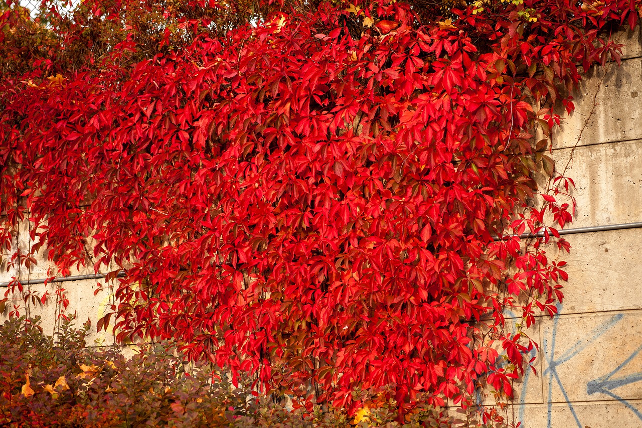 Красный плющ. Вьющиеся растения с красными листьями. Вьющееся растение с красными листьями осенью. Плетистое растение с красными листьями. Плетущиеся растения с красивыми листьями осенью.