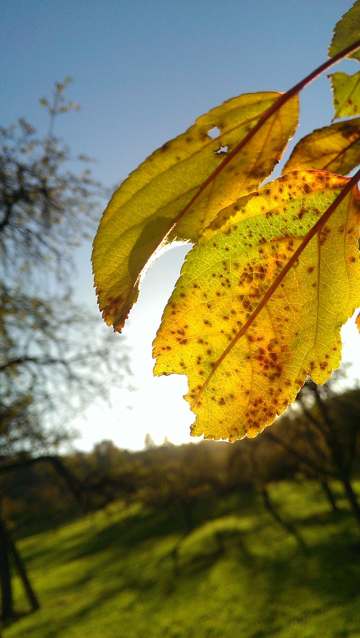 autumn back light leaf free photo