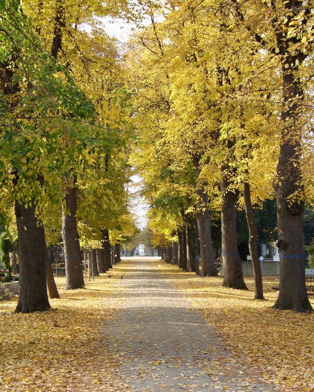 autumn cemetery all saints free photo