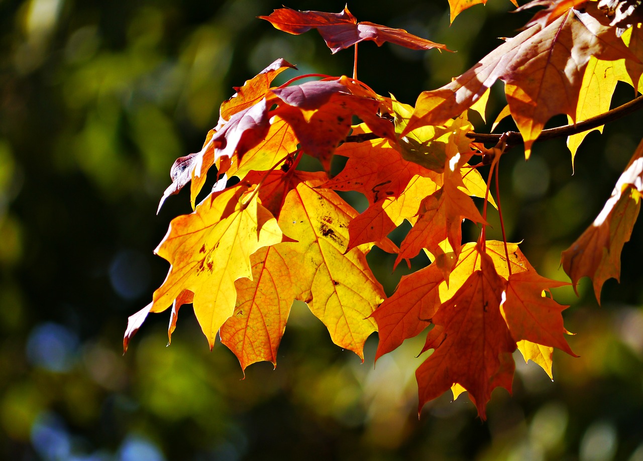 autumn lights holidays free photo