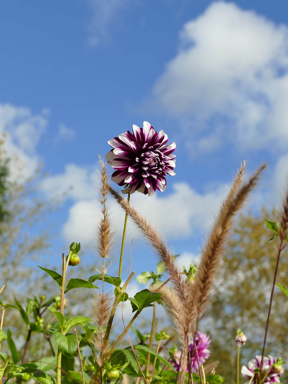 autumn nature flower free photo